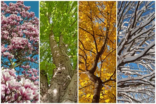 Four seasons view representing seasonal maintenance tasks for rental properties.